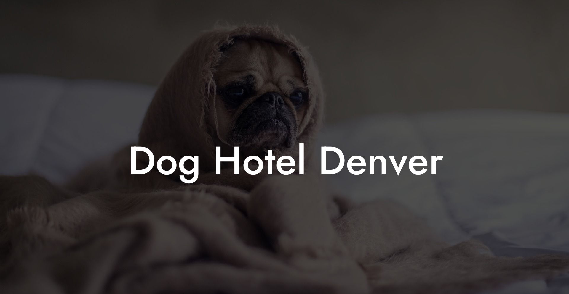 Dog Hotel Denver