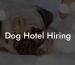 Dog Hotel Hiring