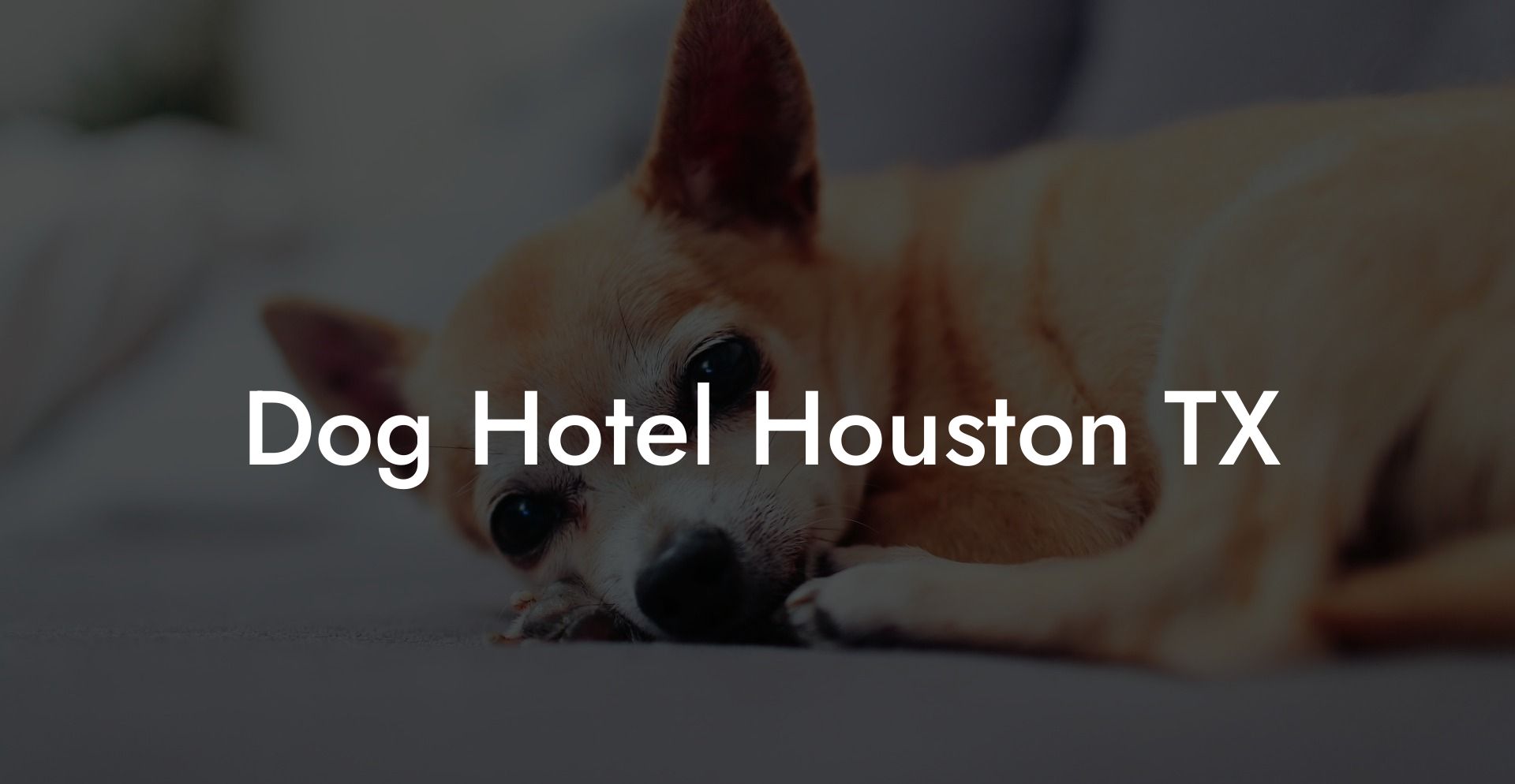 Dog Hotel Houston TX