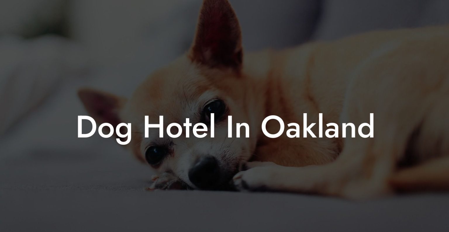 Dog Hotel In Oakland Dog Hotels