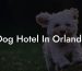 Dog Hotel In Orlando