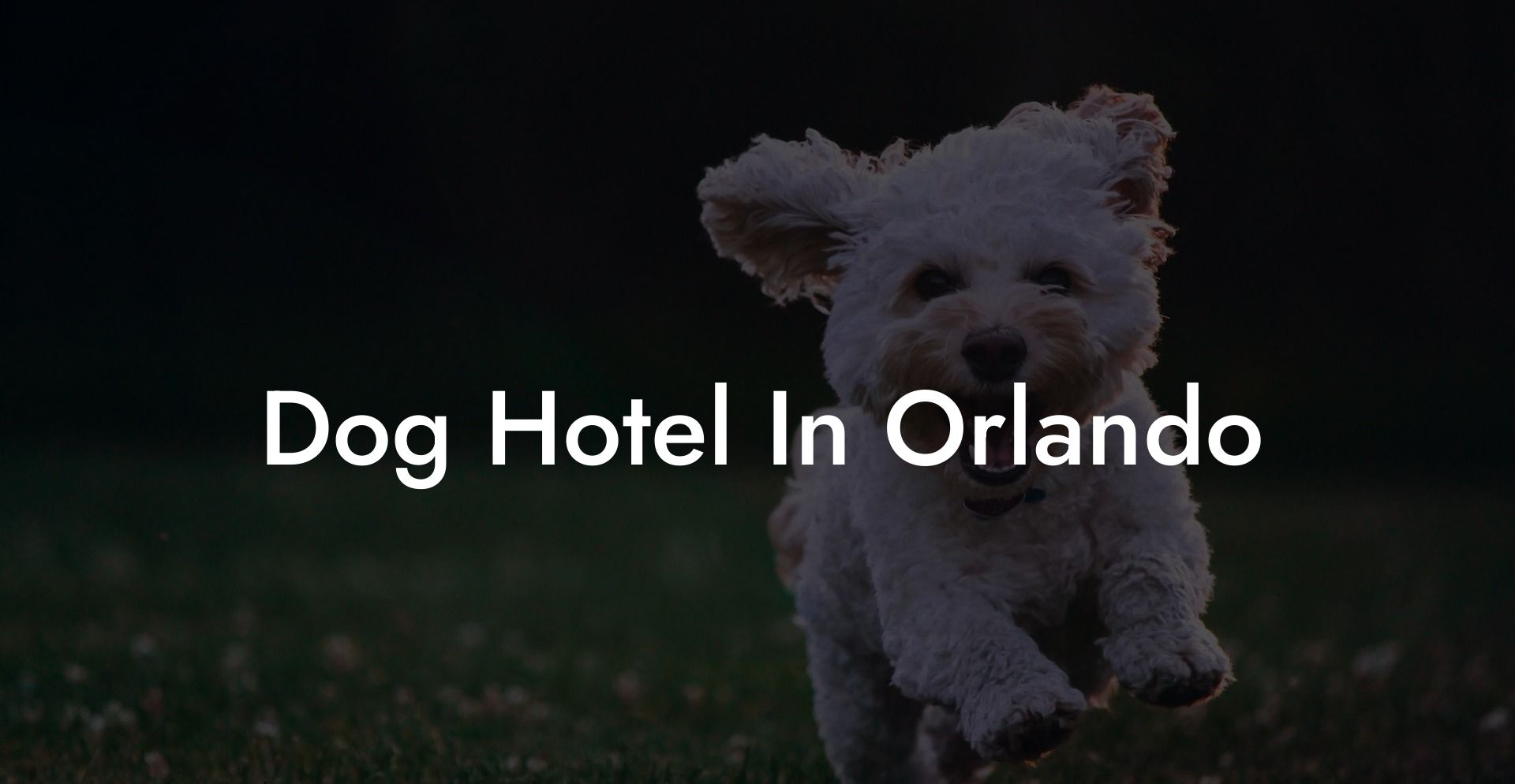 Dog Hotel In Orlando