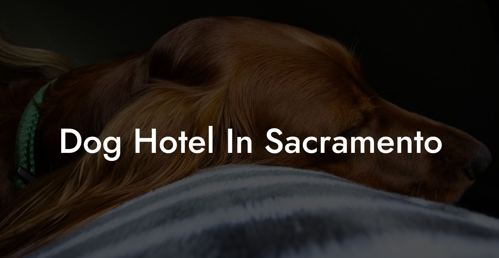 Dog Hotel In Sacramento