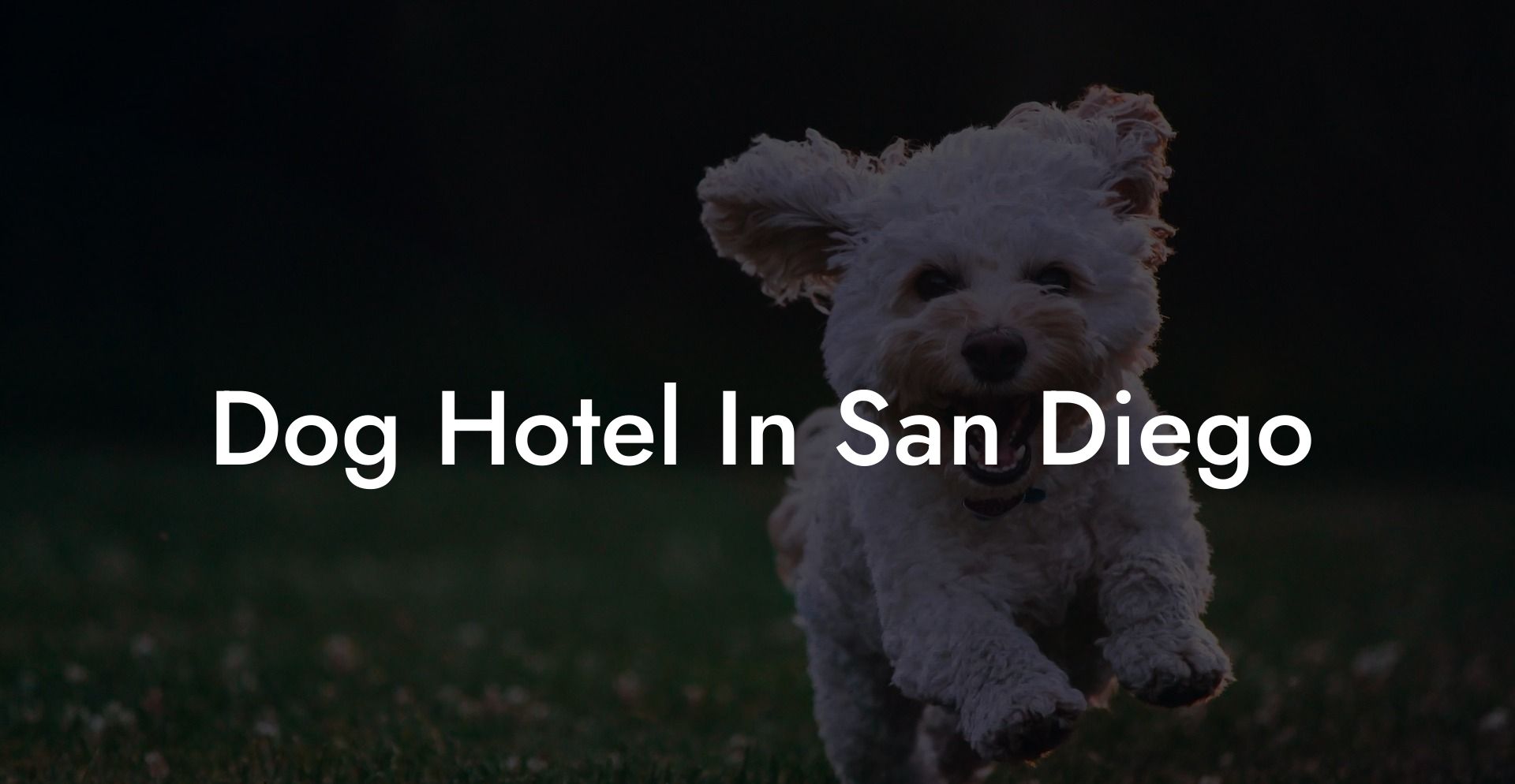 Dog Hotel In San Diego