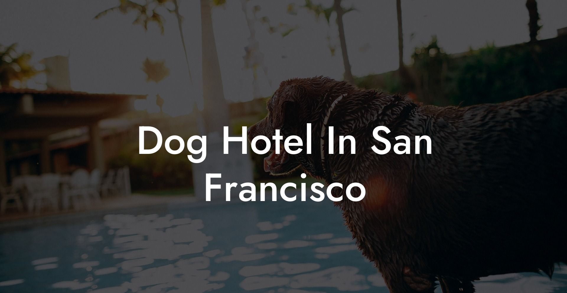 Dog Hotel In San Francisco