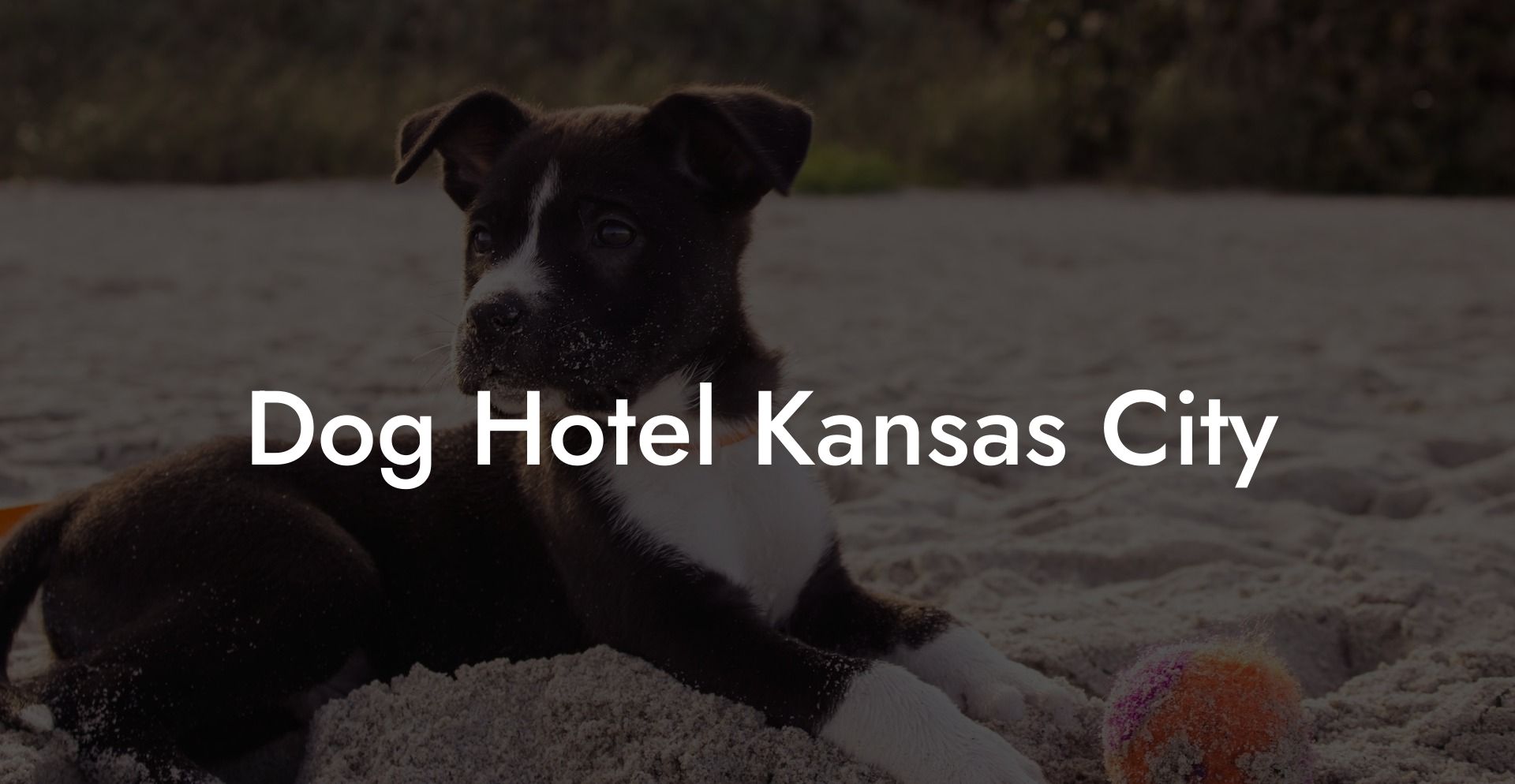 Dog Hotel Kansas City