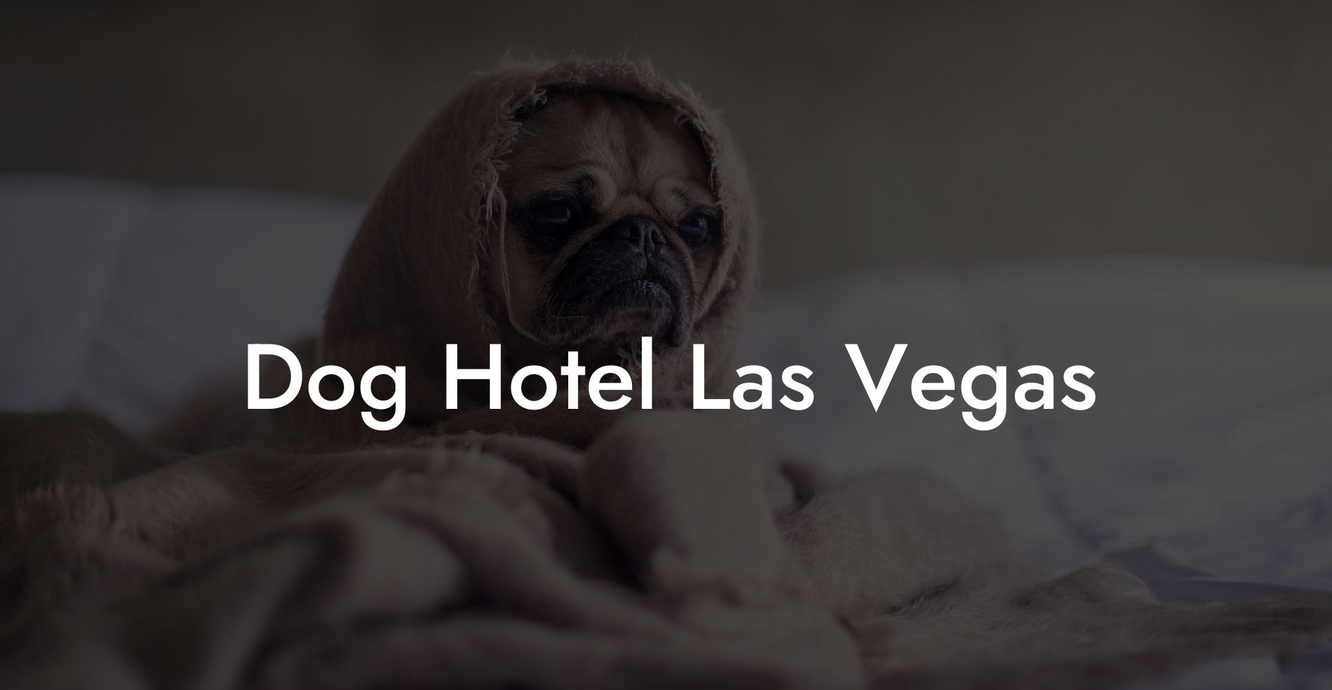 Dog Hotel Las Vegas