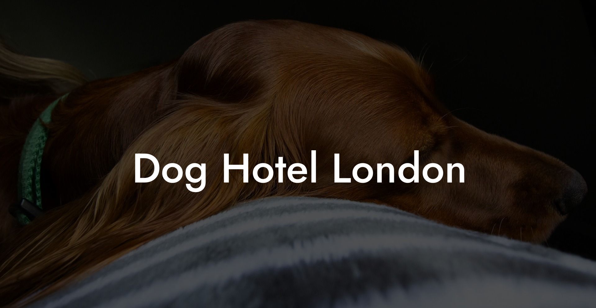 Dog Hotel London