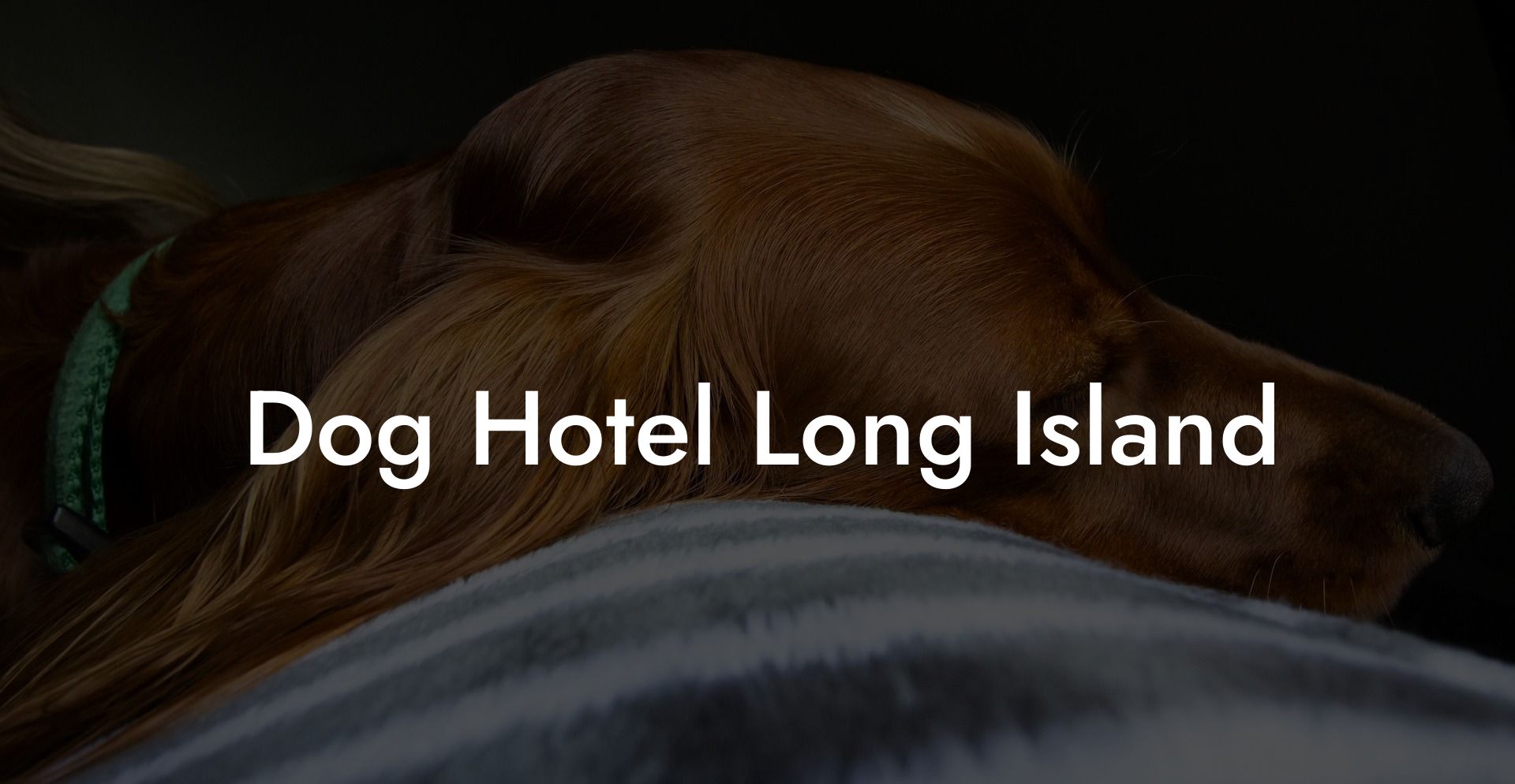 Dog Hotel Long Island
