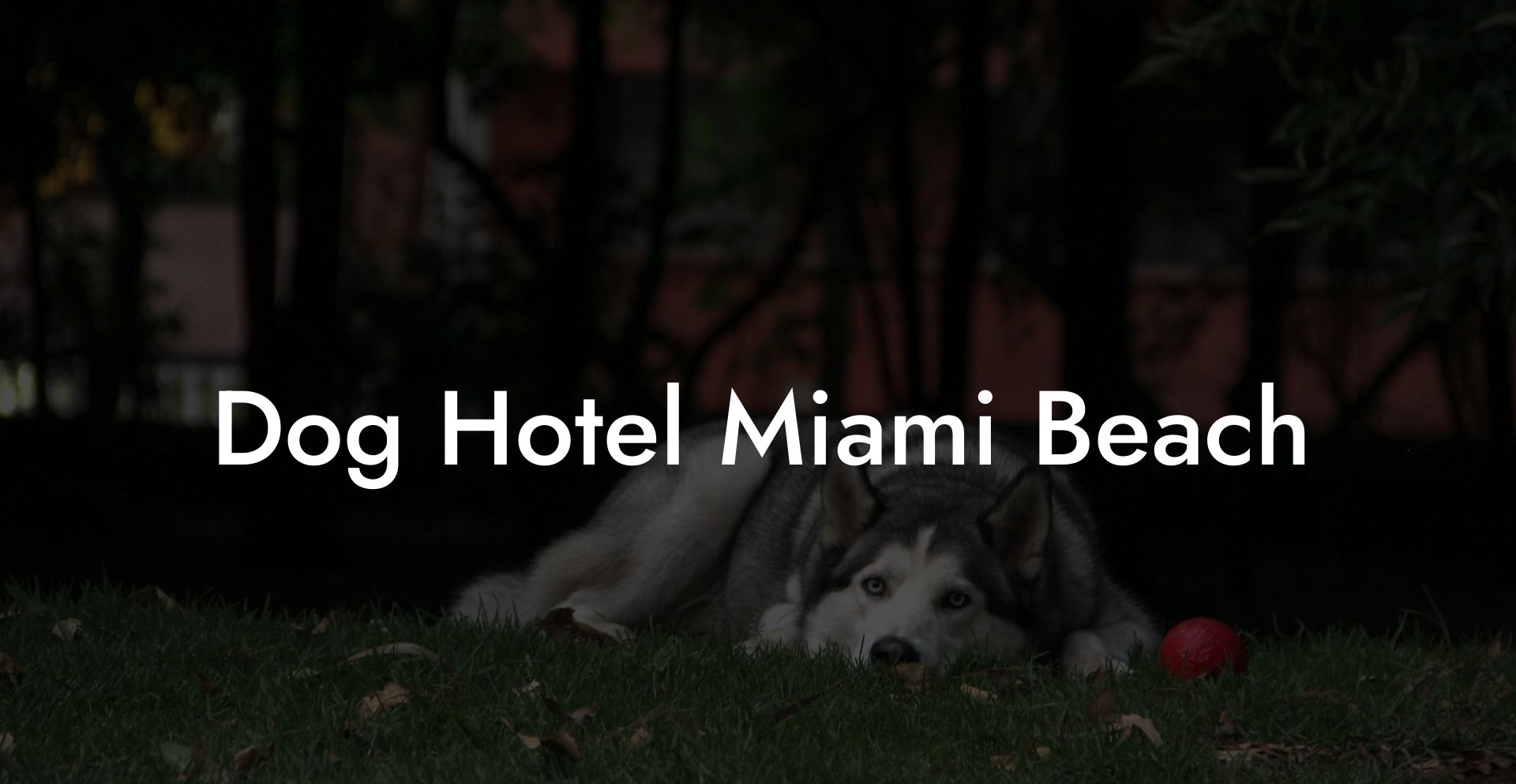 Dog Hotel Miami Beach