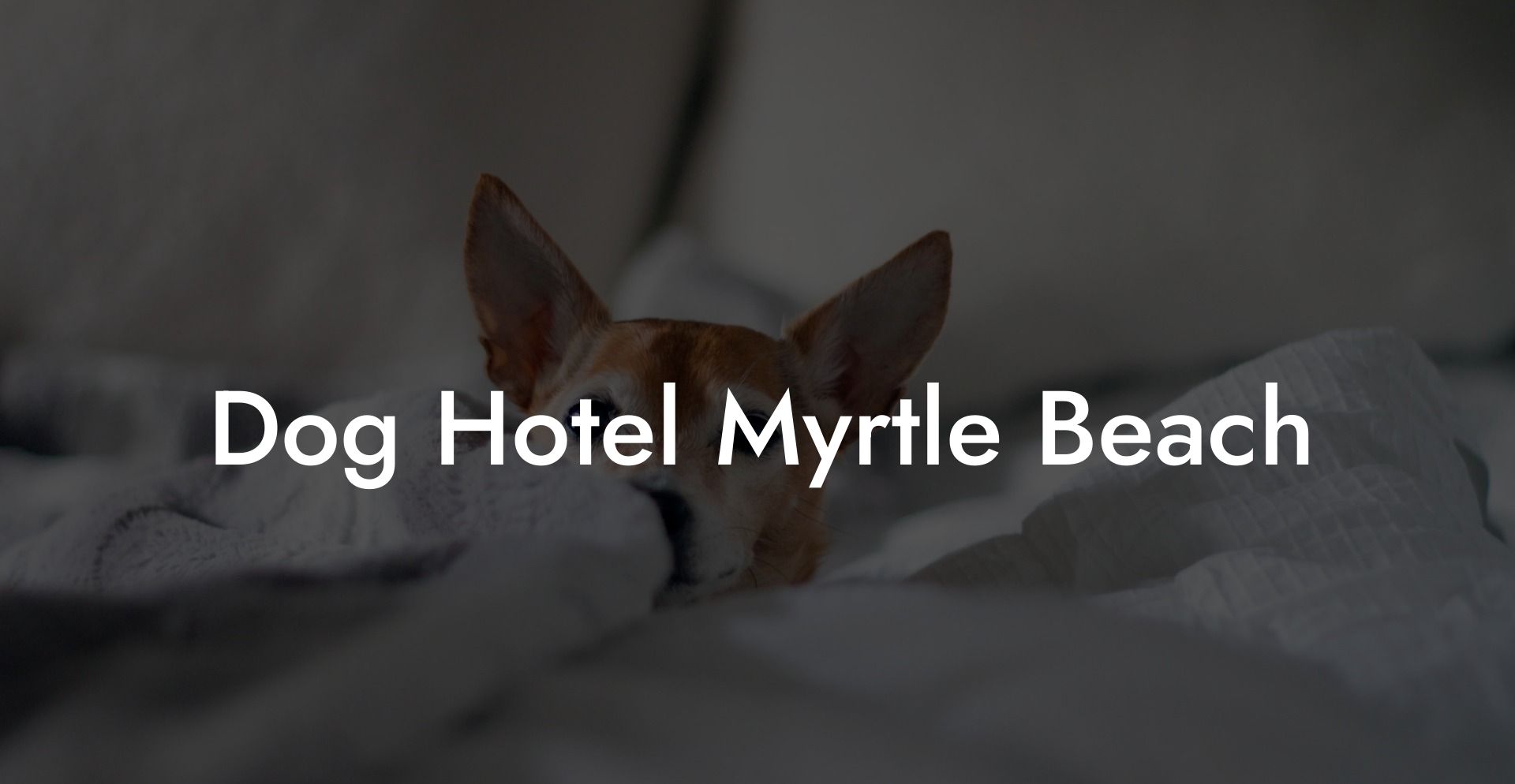Dog Hotel Myrtle Beach