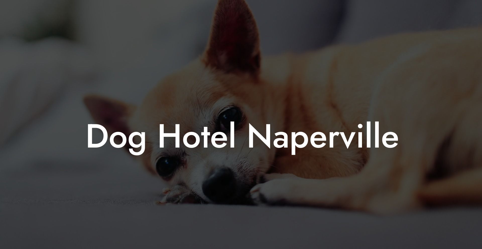 Dog Hotel Naperville