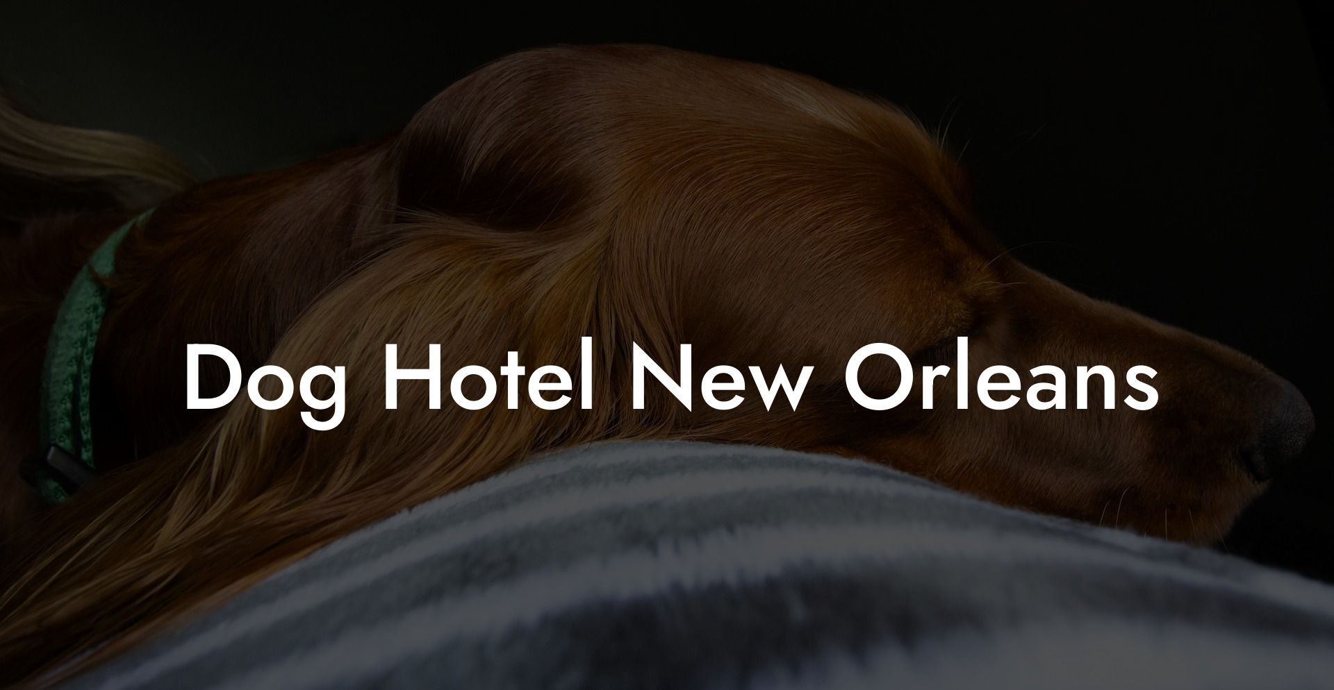 Dog Hotel New Orleans
