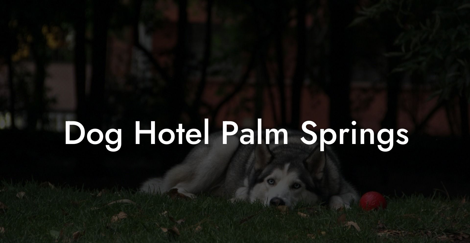Dog Hotel Palm Springs