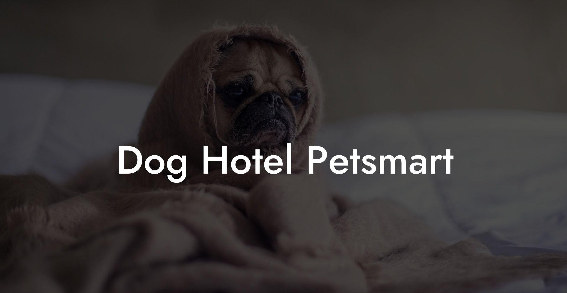 Dog Hotel Petsmart