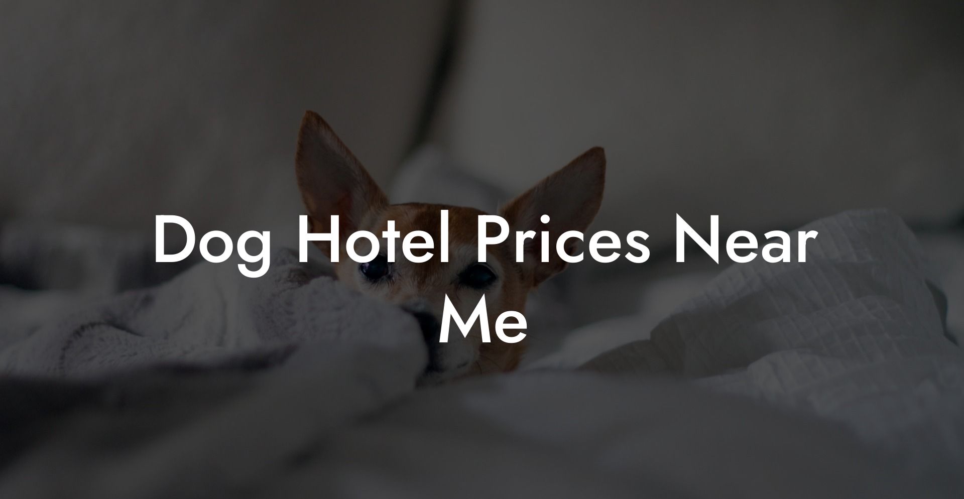 Dog Hotel Prices Near Me