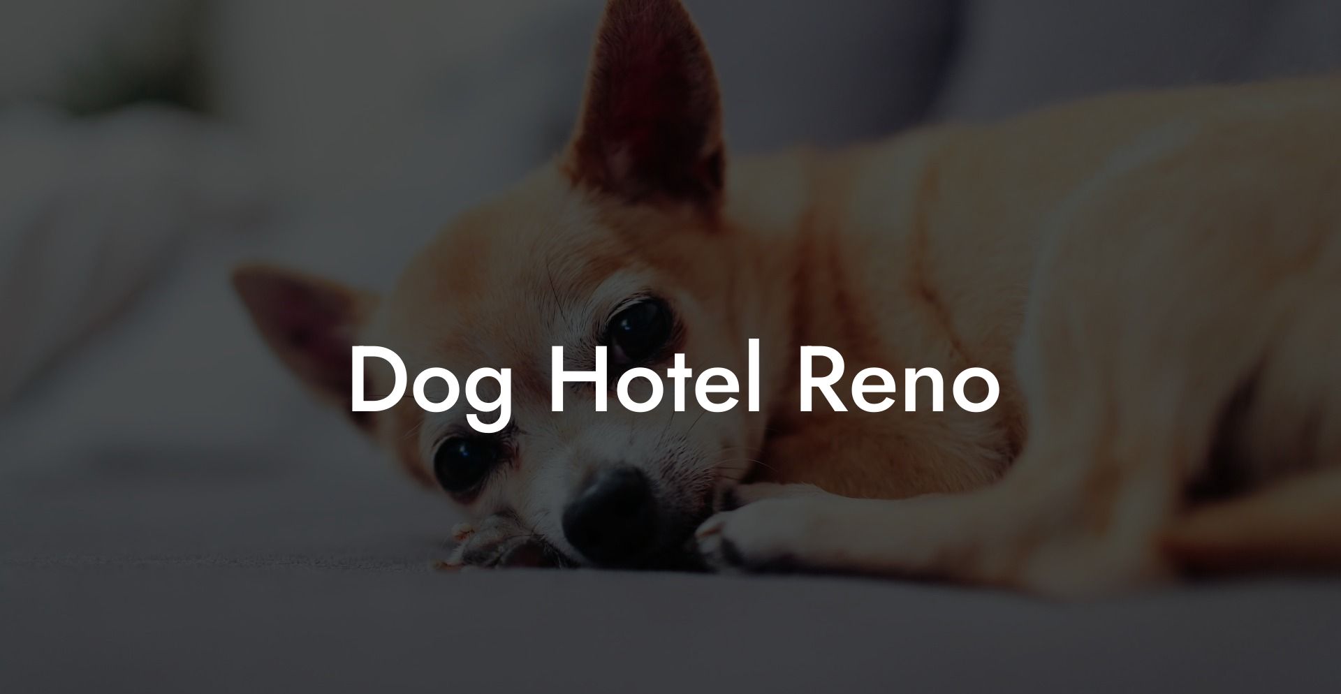 Dog Hotel Reno