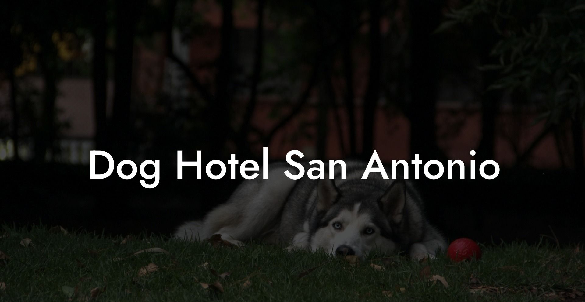 Dog Hotel San Antonio