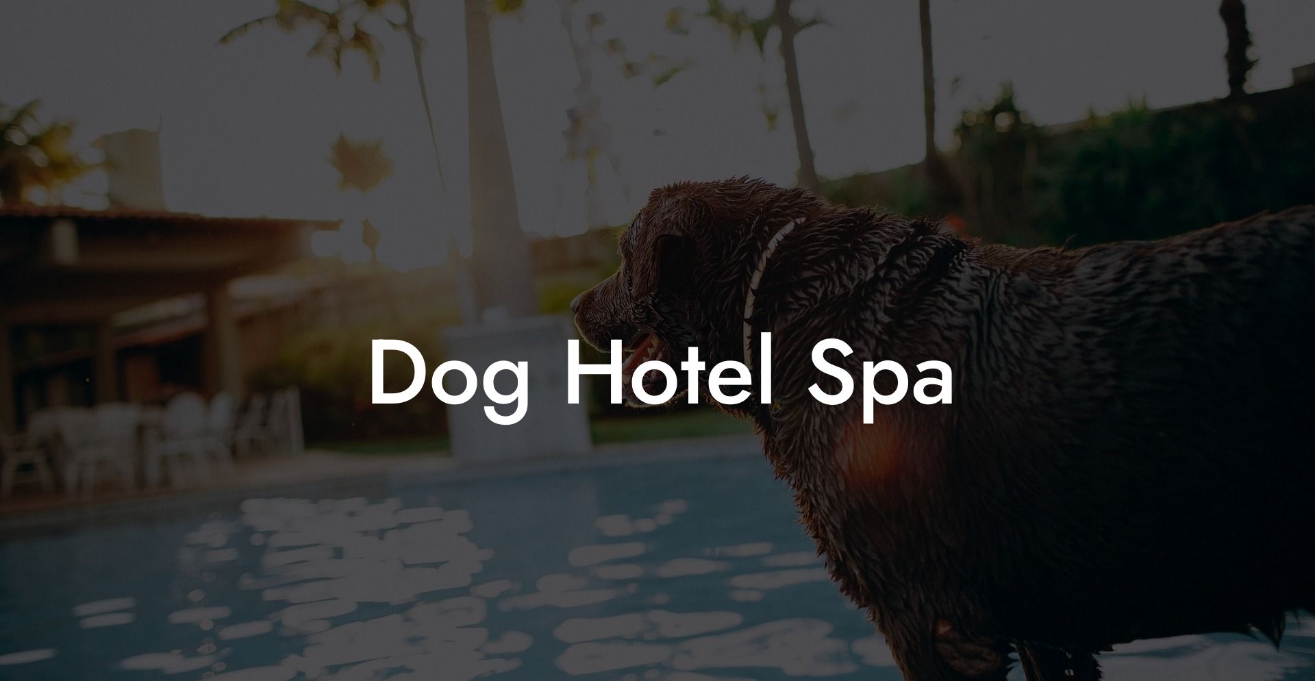 Dog Hotel Spa