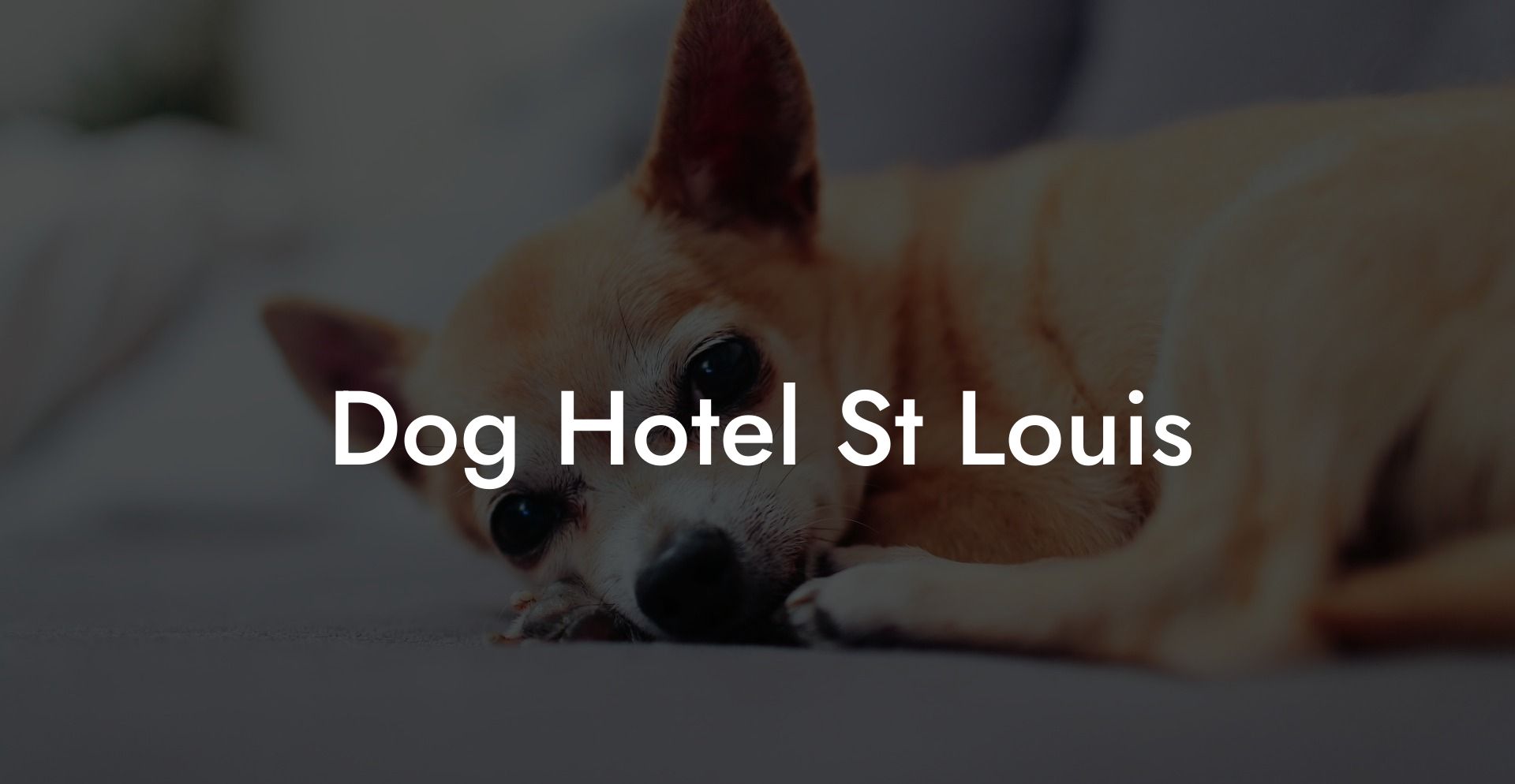 Dog Hotel St Louis