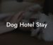 Dog Hotel Stay