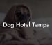 Dog Hotel Tampa