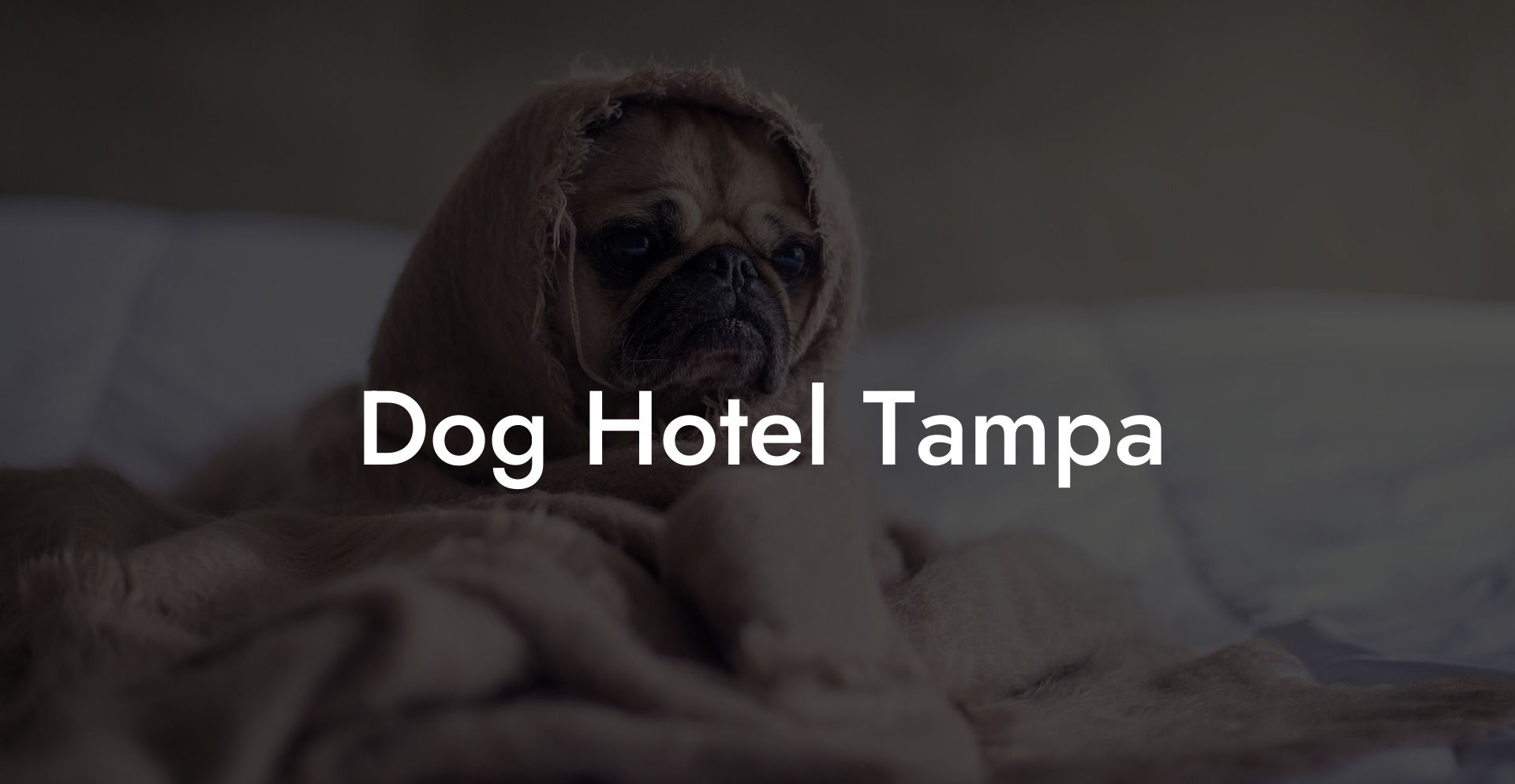 Dog Hotel Tampa