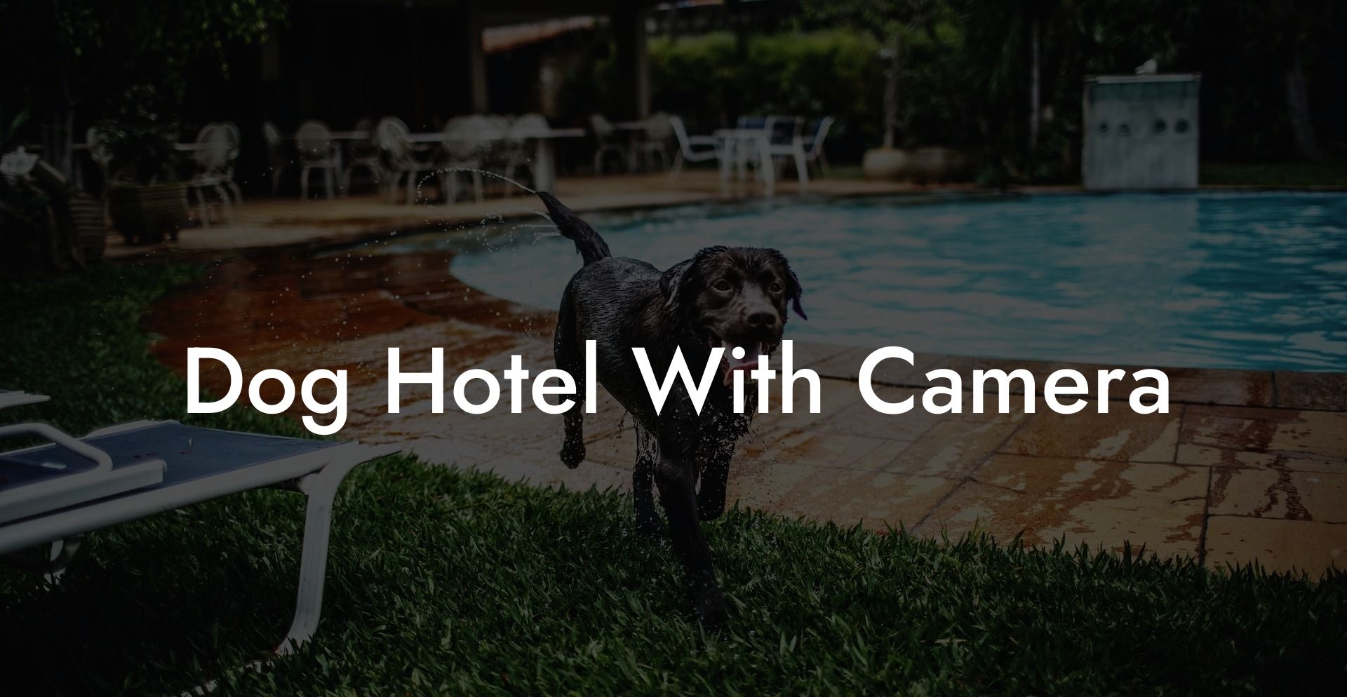 Dog Hotel With Camera