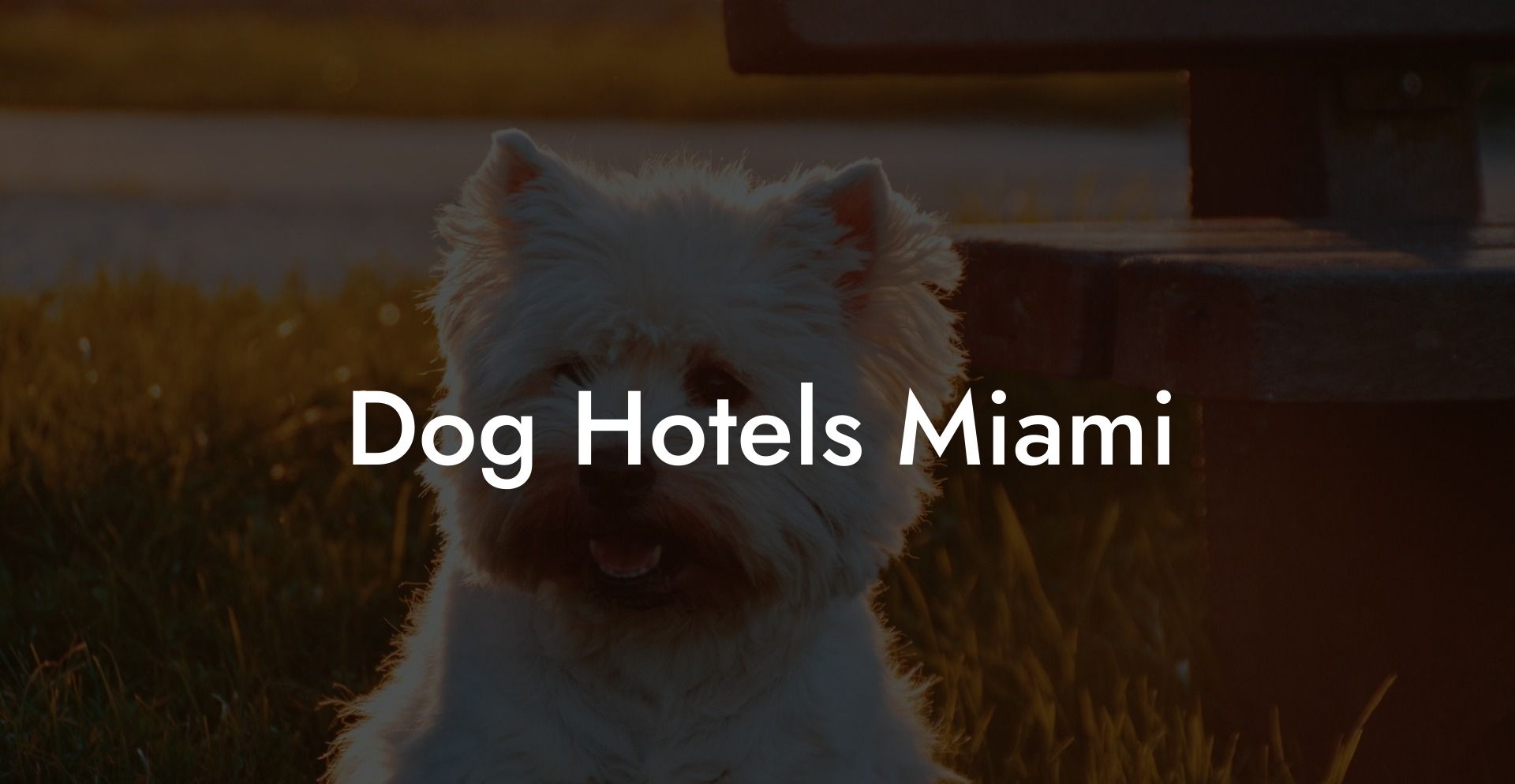 Dog Hotels Miami