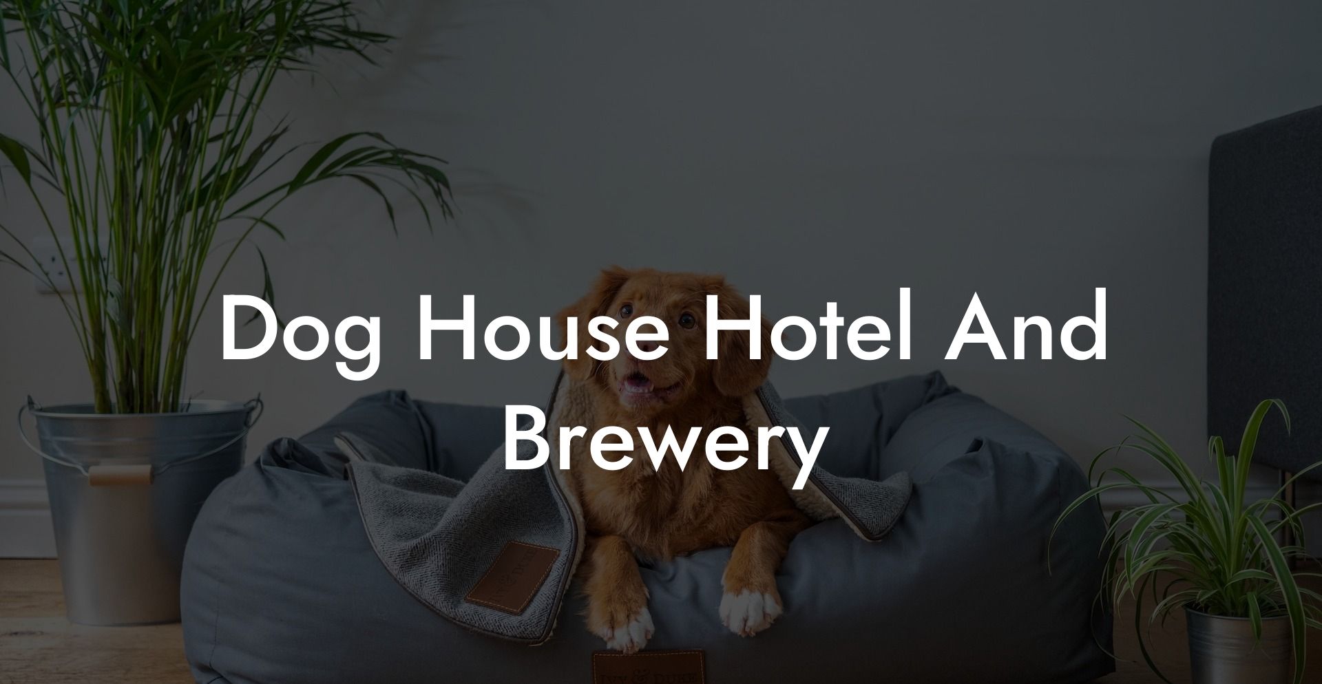 Dog House Hotel And Brewery