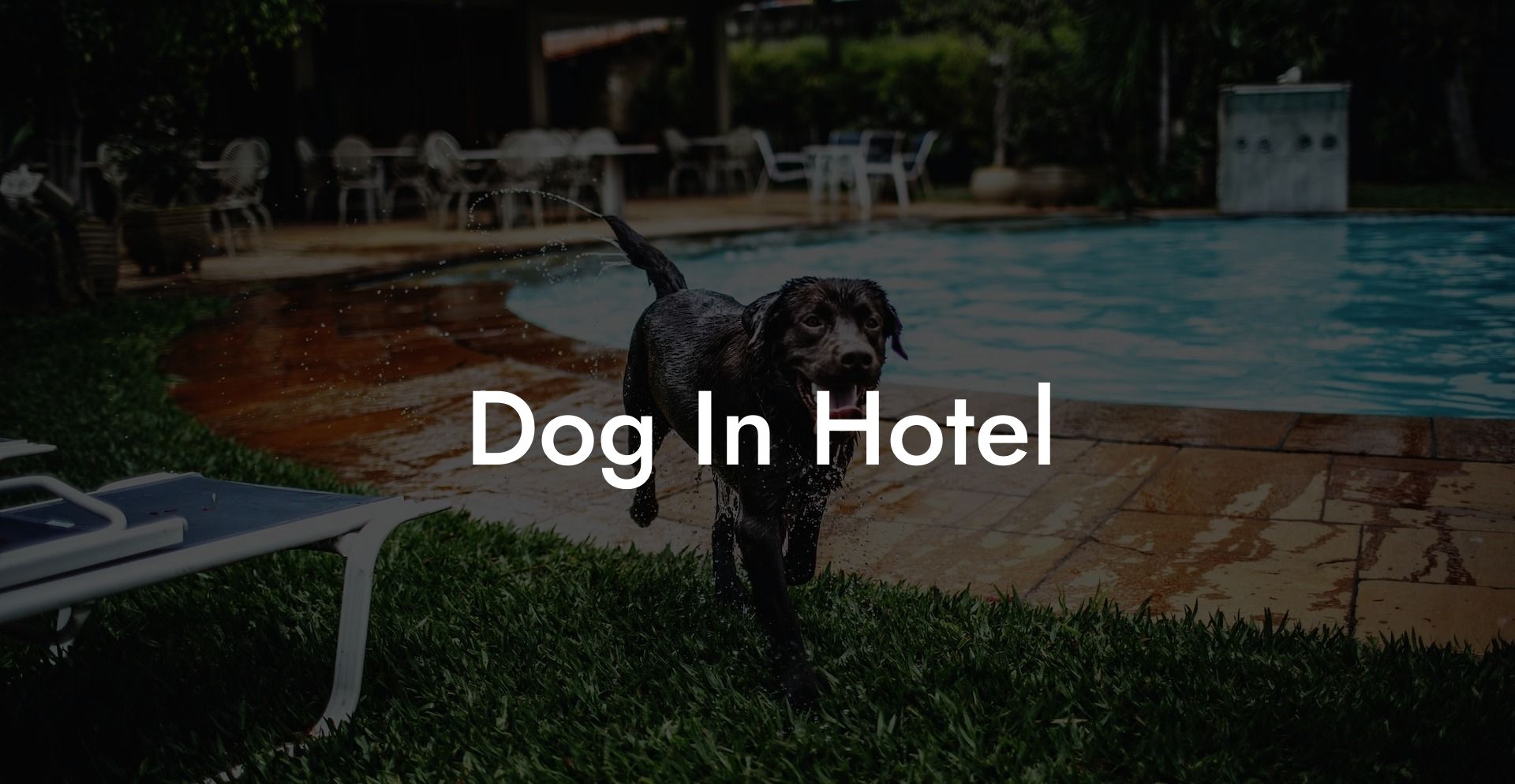 Dog In Hotel