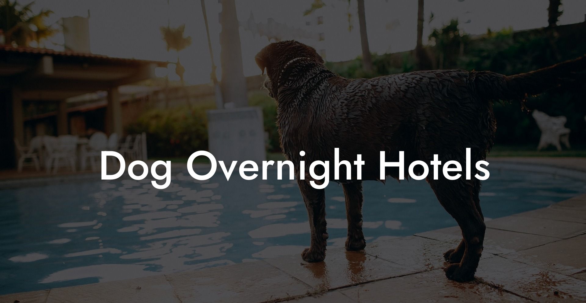 Dog Overnight Hotels