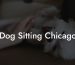 Dog Sitting Chicago