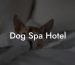 Dog Spa Hotel