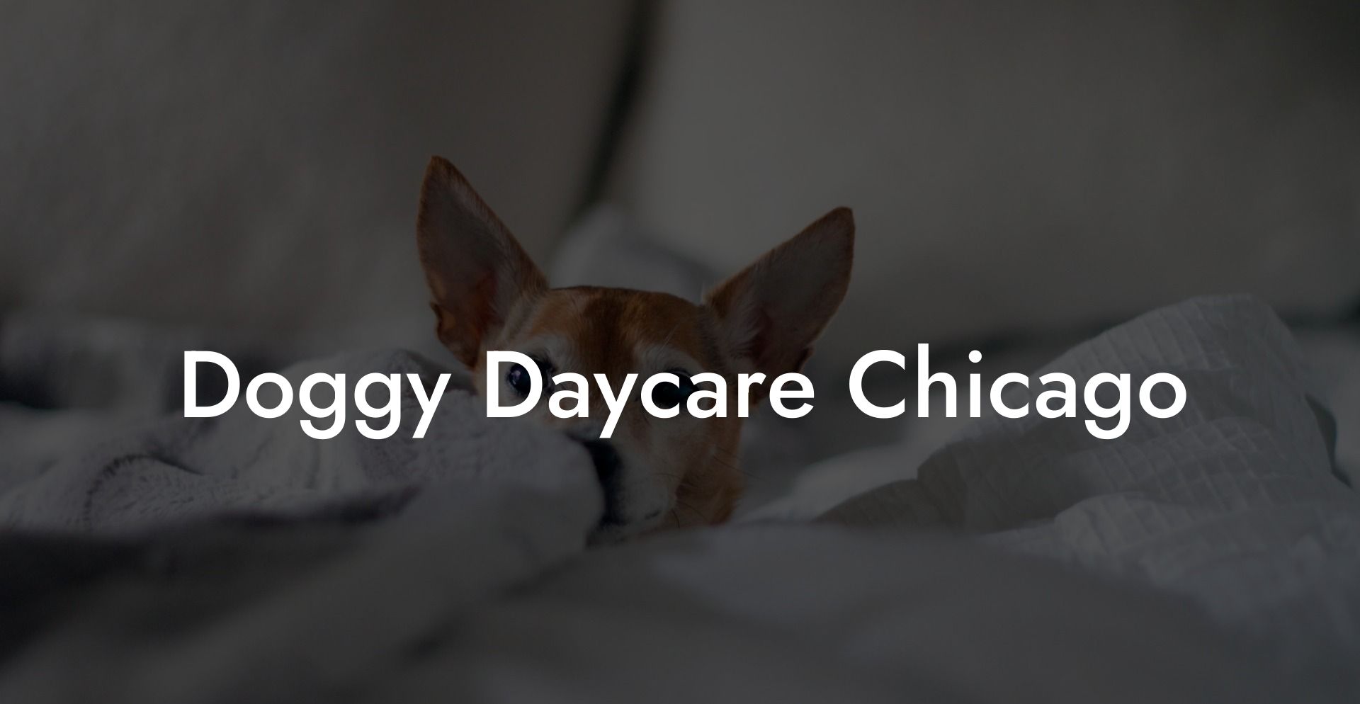 Doggy Daycare Chicago