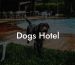 Dogs Hotel
