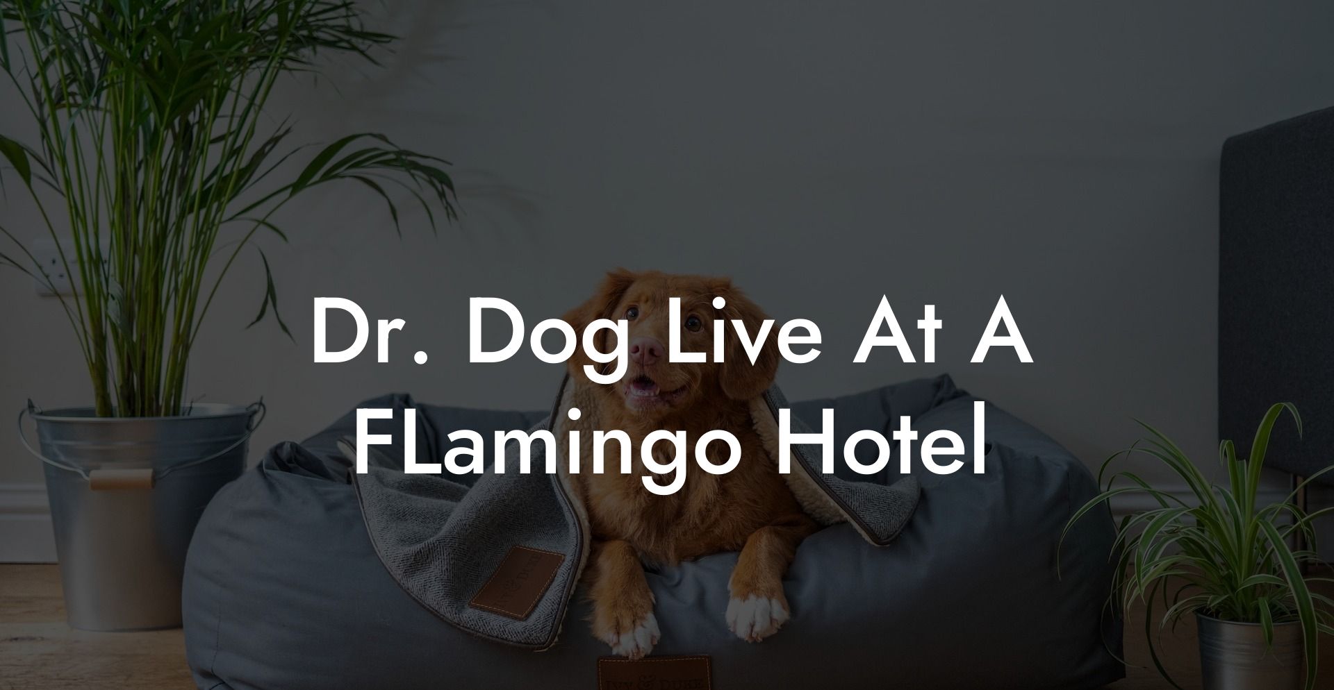 Dr Dog Live At A FLamingo Hotel