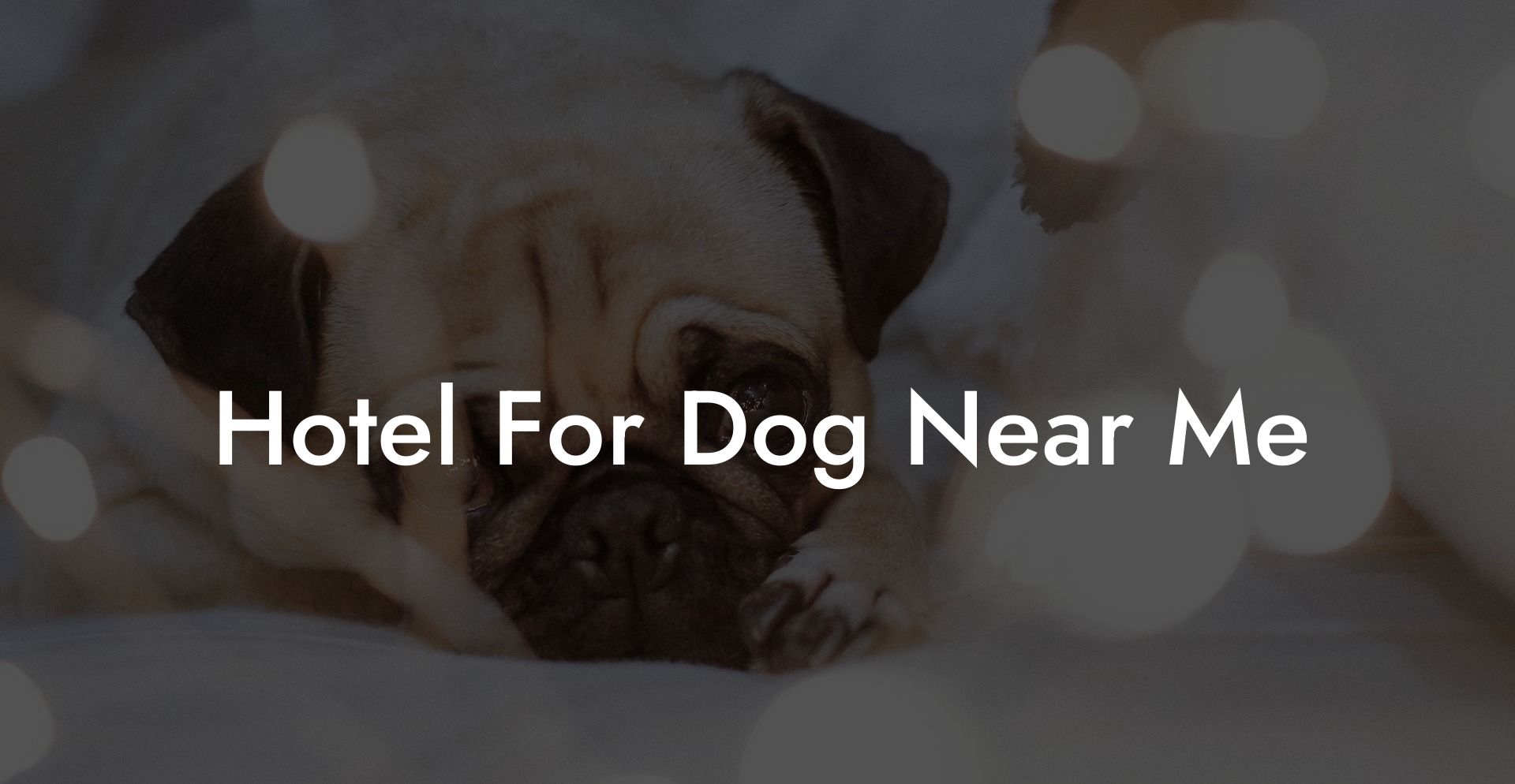 Hotel For Dog Near Me