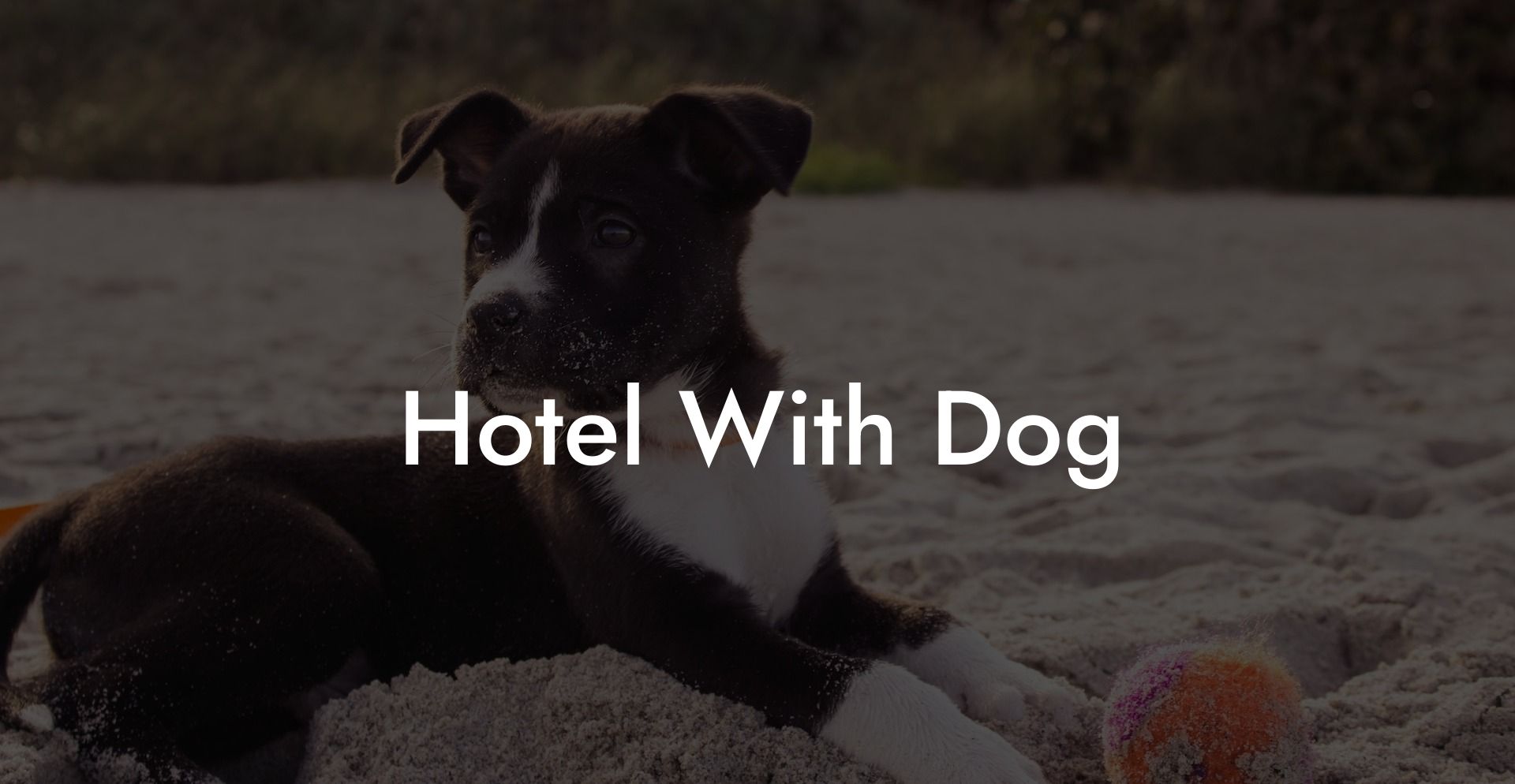 Hotel With Dog