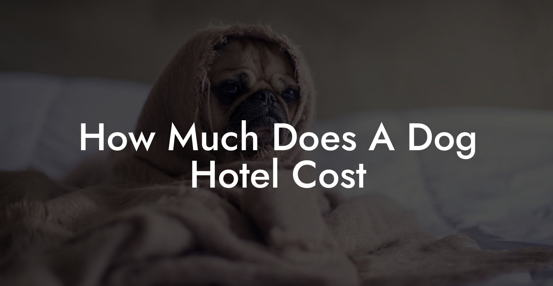 How Much Does A Dog Hotel Cost