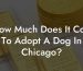 How Much Does It Cost To Adopt A Dog In Chicago?