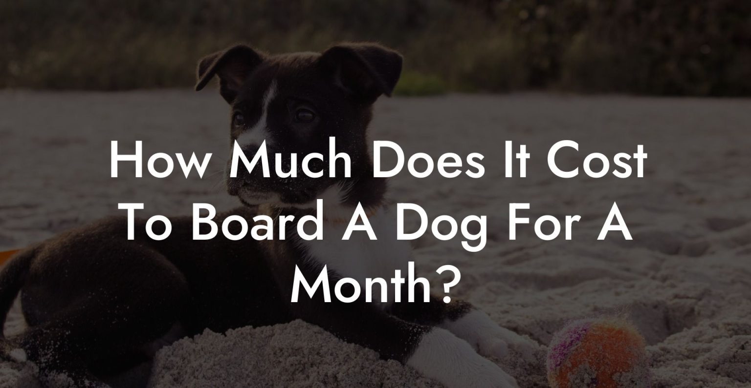 How Much Does It Cost To Board A Dog For A Month? Dog Hotels