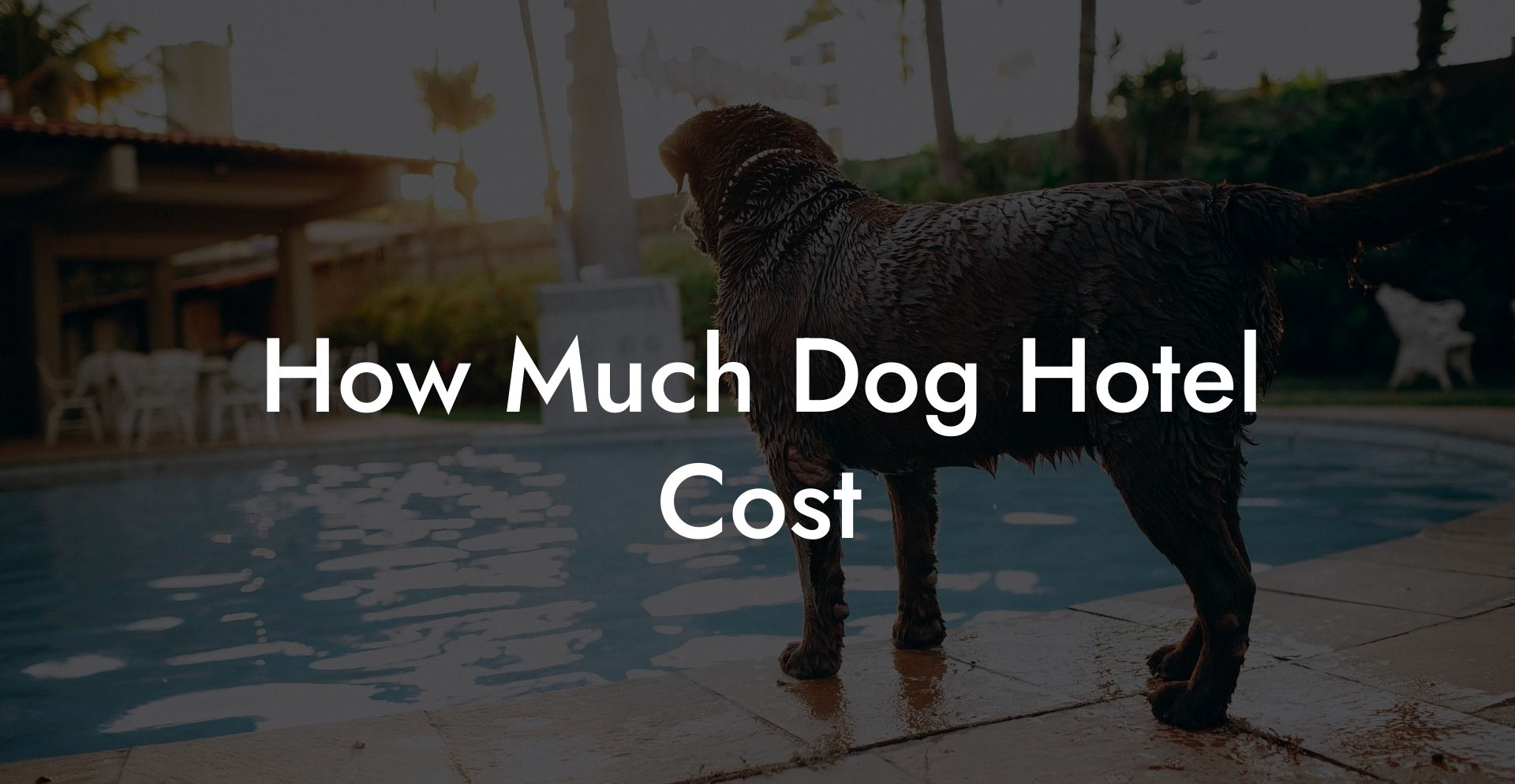 How Much Dog Hotel Cost