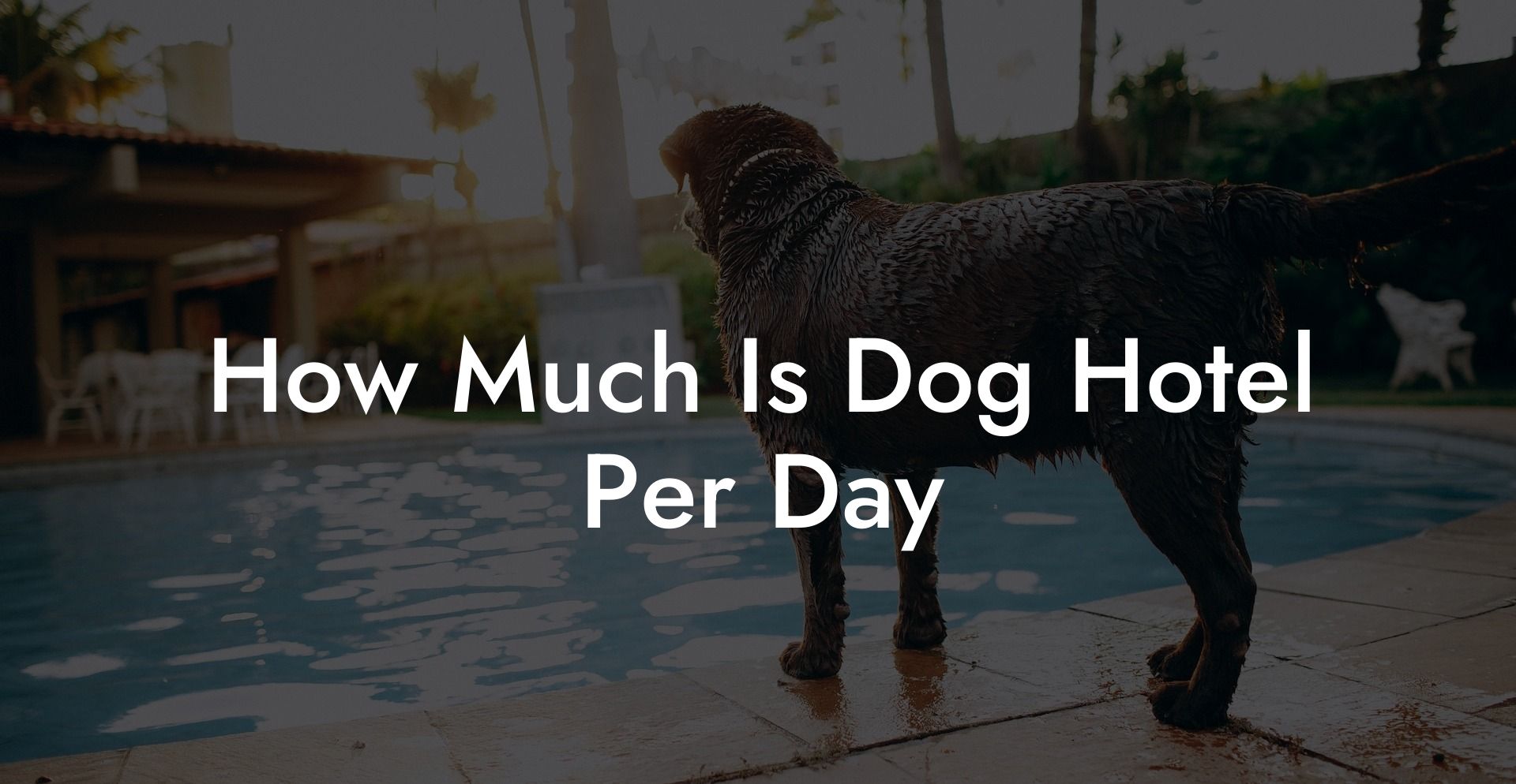 How Much Is Dog Hotel Per Day