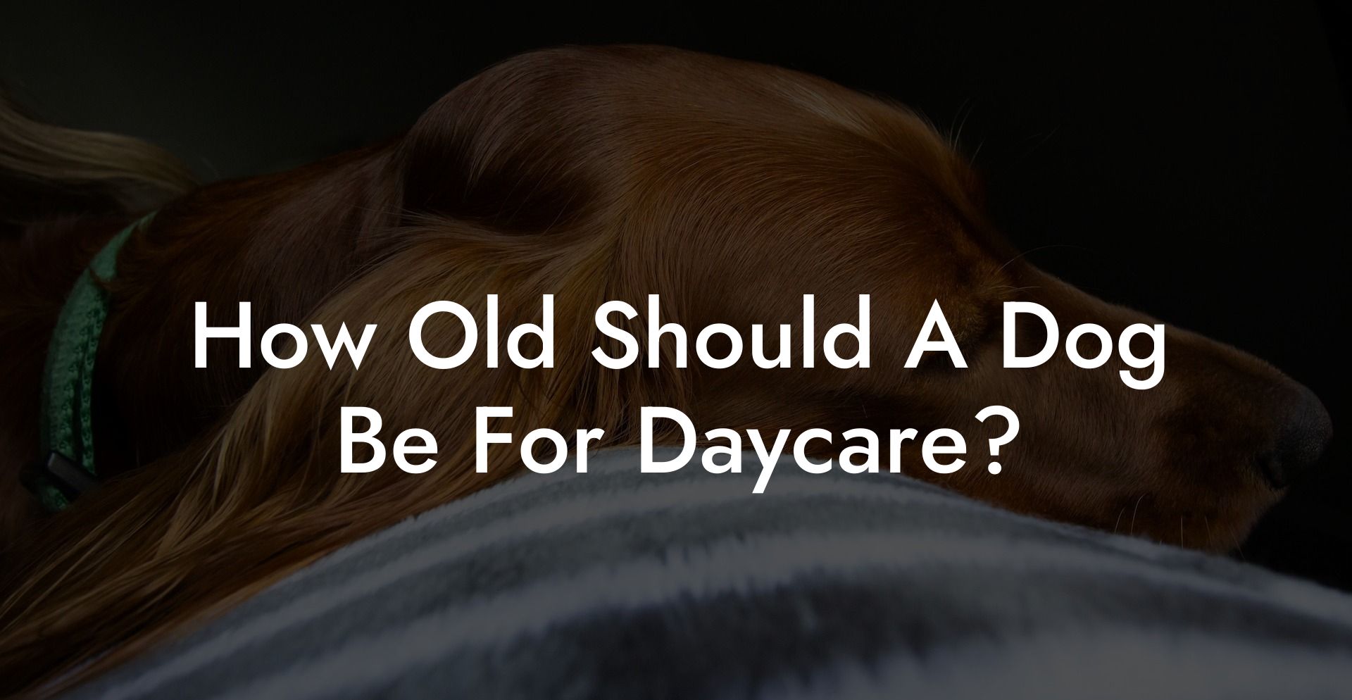 How Old Should A Dog Be For Daycare?