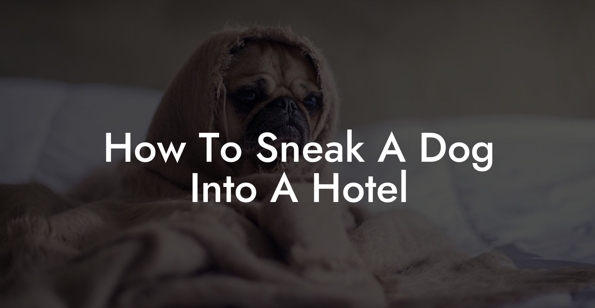 How To Sneak A Dog Into A Hotel