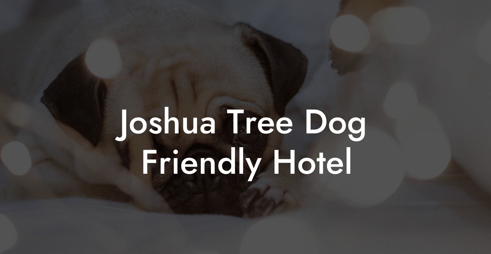 Joshua Tree Dog Friendly Hotel