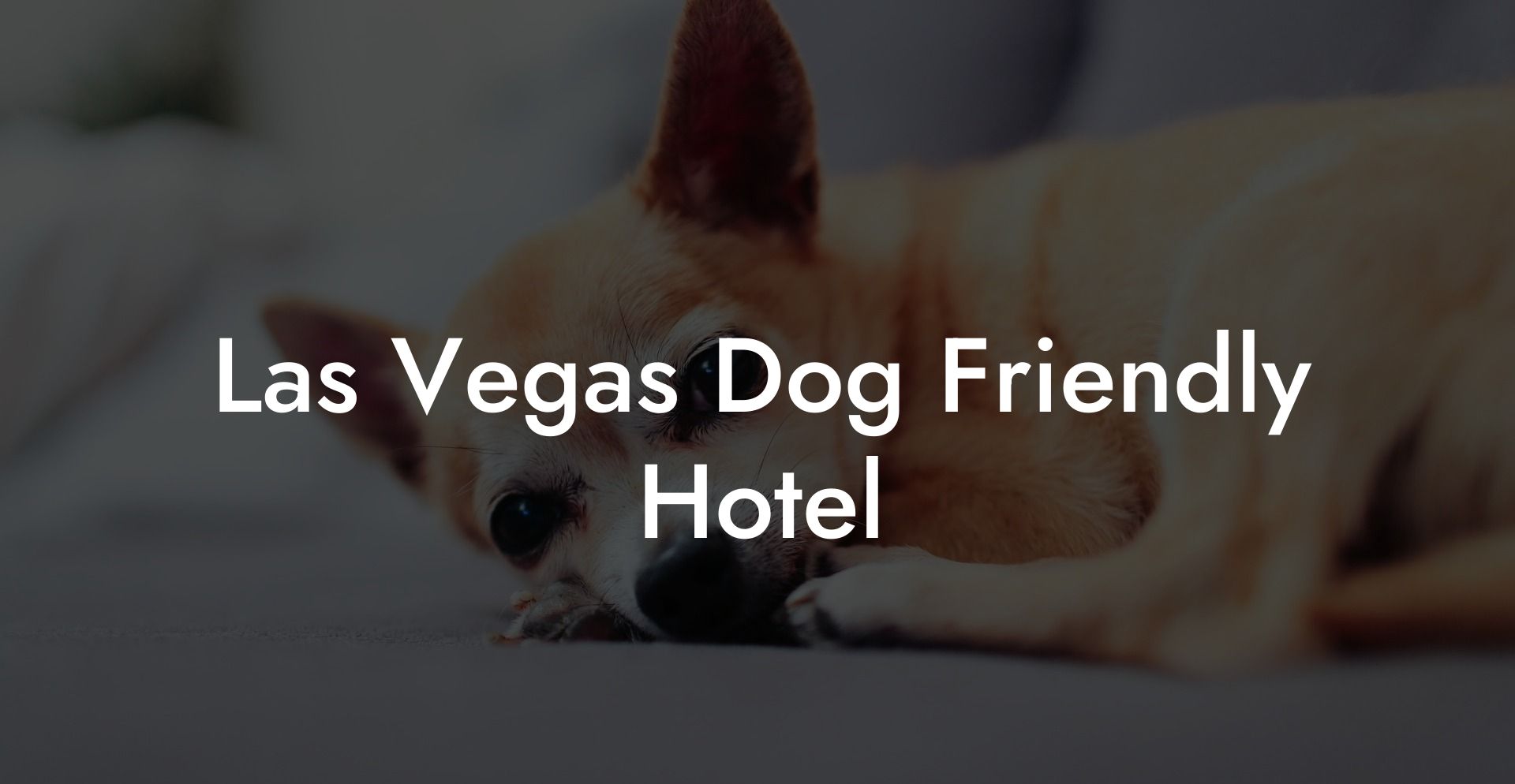 Las Vegas Dog Friendly Hotel