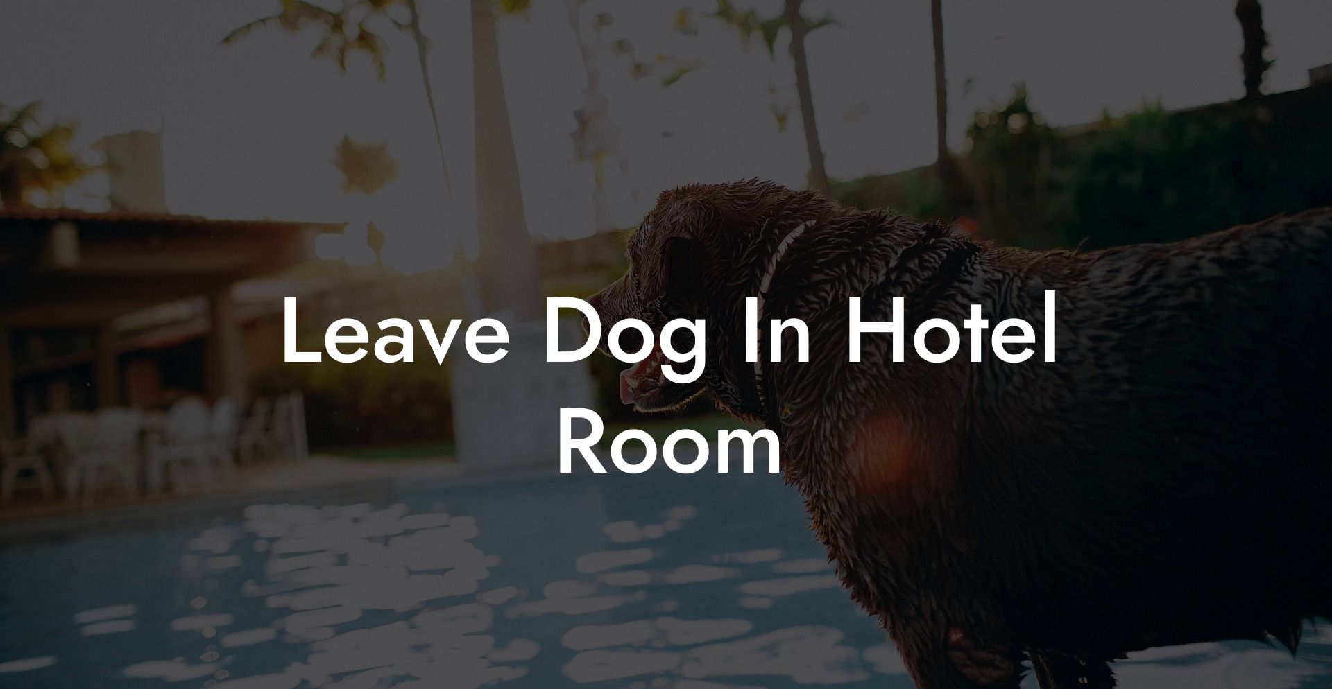 Leave Dog In Hotel Room