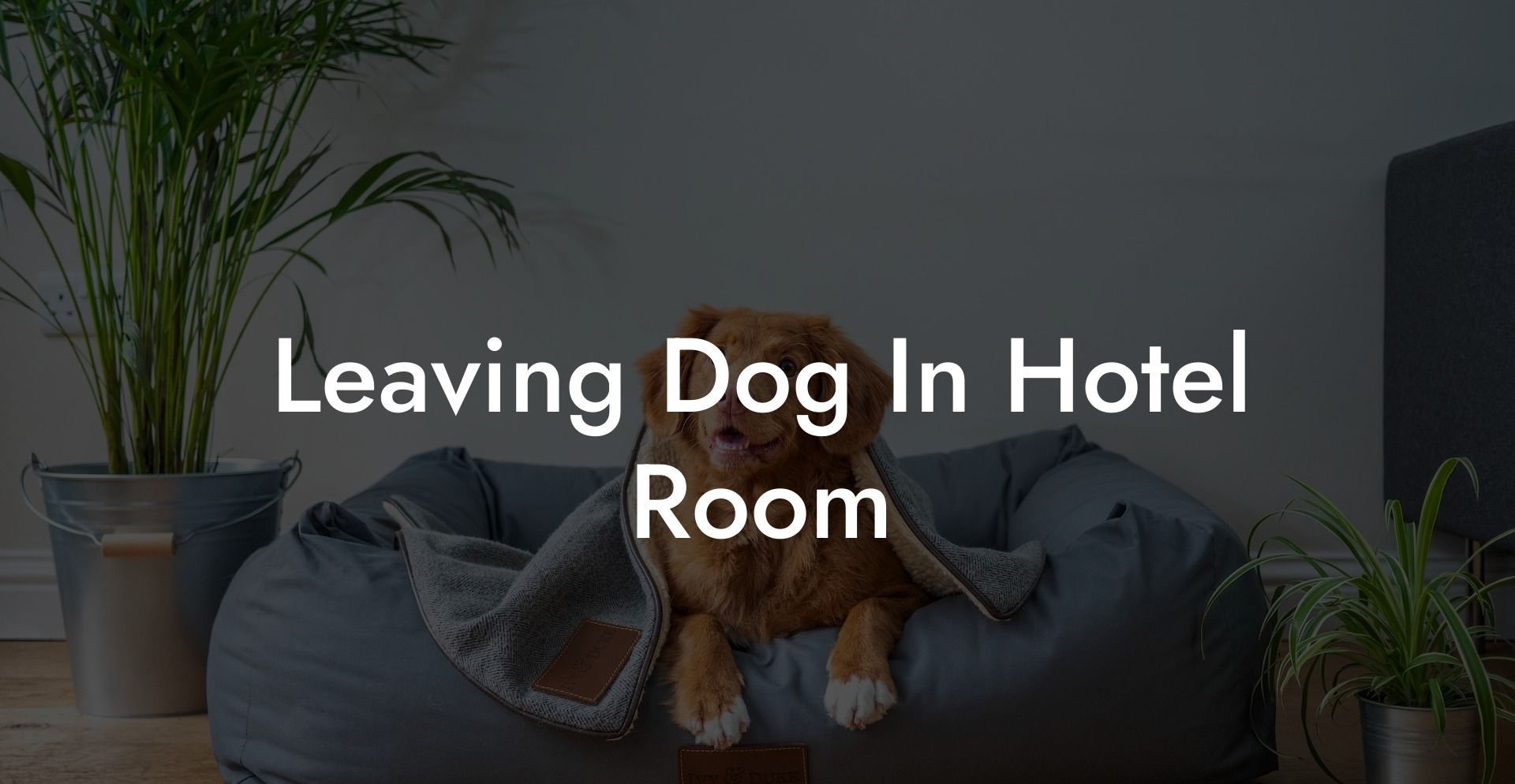Leaving Dog In Hotel Room